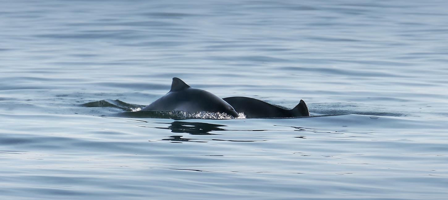 Marsvin i Lillebælt