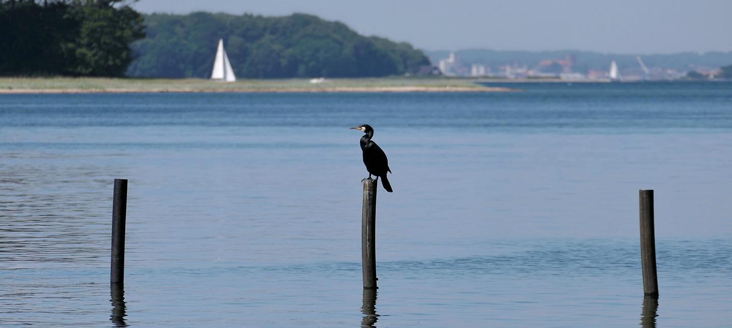 Fænøsund i Middelfart, stille sejlads og fugleliv
