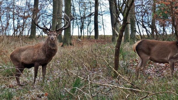 Hindsgavl Dyrehave i Middelfart-Kronvildt