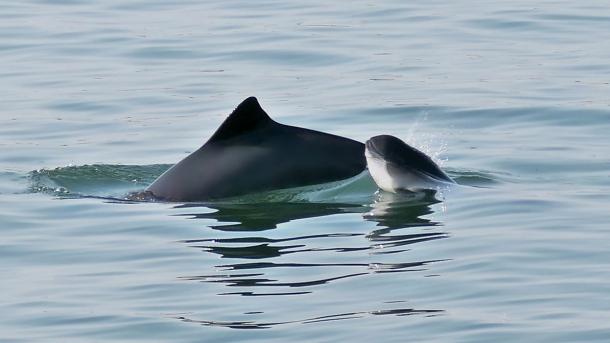 Marsvin mor og kalv i Lillebælt