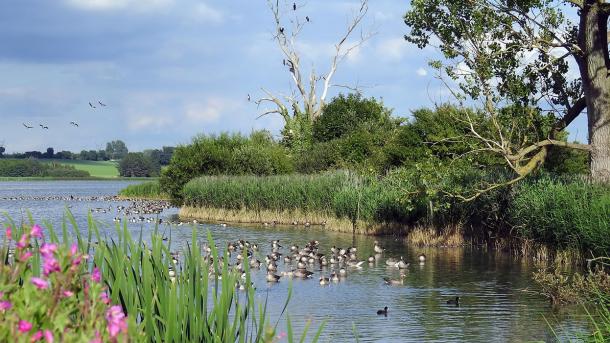 Oplev fuglelivet på din tur rundt om Føns Vang Sø