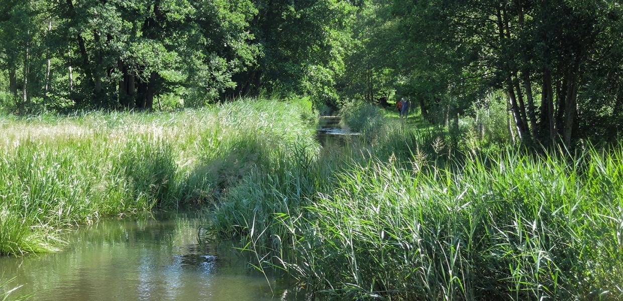 Naturskøn vandresti langs Brende Mølle Ådal