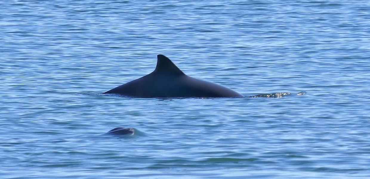 Oplev Marsvinet når du er på Hvalsafari på Lillebælt