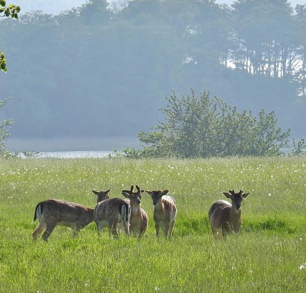 Dyrene. dem smukke natur, bæltet - så bliver det ikke flottere - Hindsgavl Halvøen - Middelfart