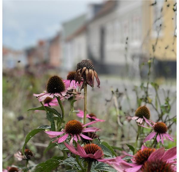 De smukke blomster i KlimaByen i Middelfart