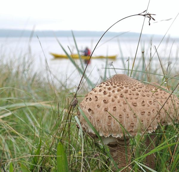 Efterårstur i kajakken - Lillebælt