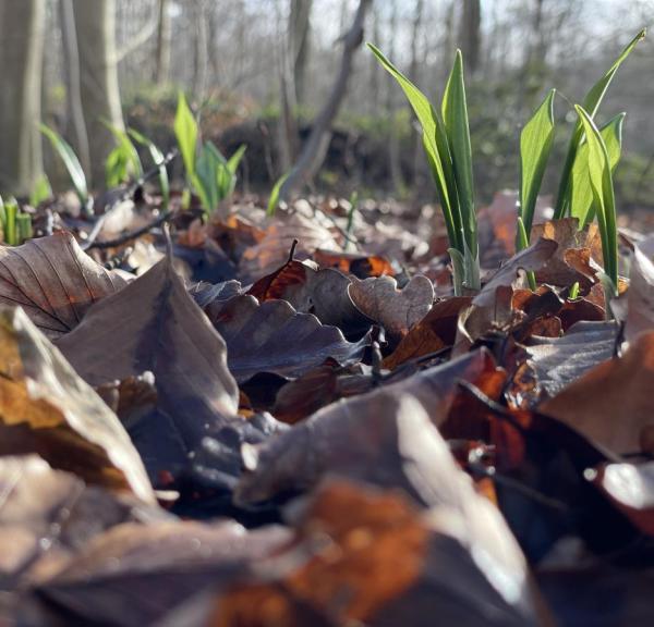 De første spæde forårstegn- Ramsløg i skovbunden i Middelfart