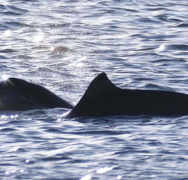 Marsvin mor og unde boltrer sig i Lillebælt