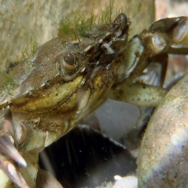 Nak og æd en krabbe - Naturpark Lillebælt