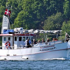 MS Marianne sejler ud på hvalsafari på Lillebælt