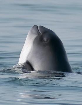 Oplev en af verdens mindste hval - Tag på Hvalsafari fra Middelfart