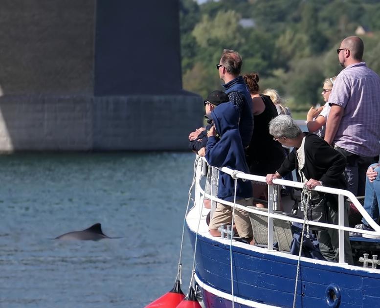 Afgange fra Middelfart - Oplev de små marsvin i deres naturlige element
