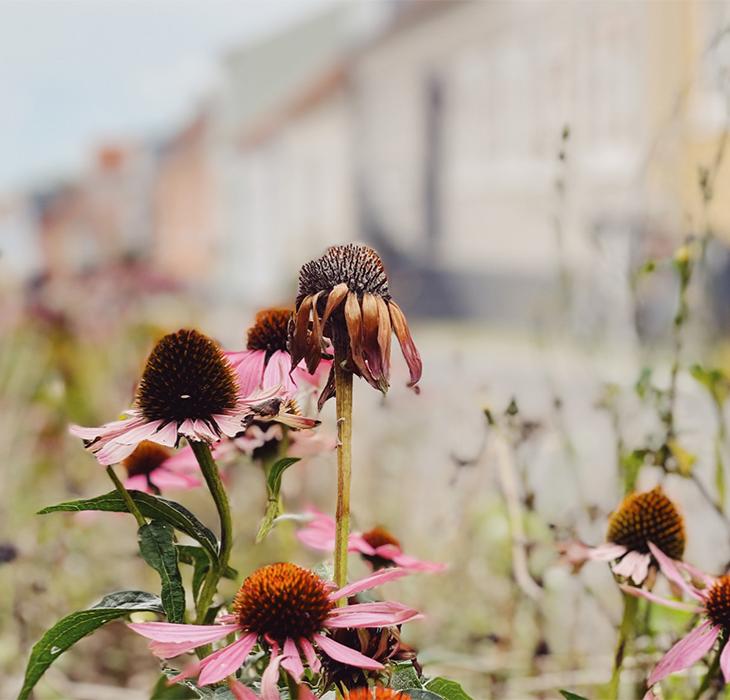 Gaderne i Klimabyen med blomster og planter