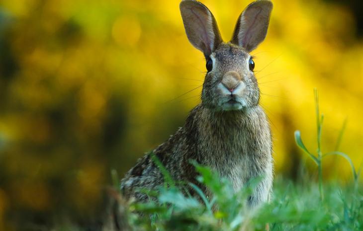 Oplev påsken i Middelfart